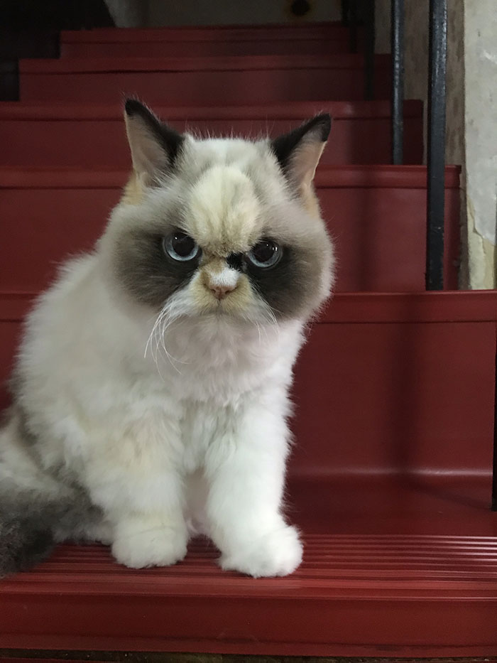 new grumpy cat 2020