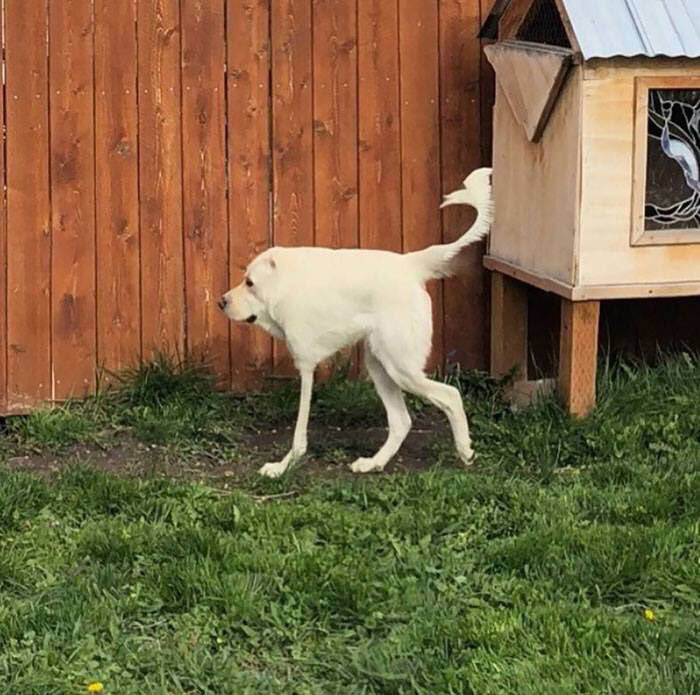 bad panoramas of dogs