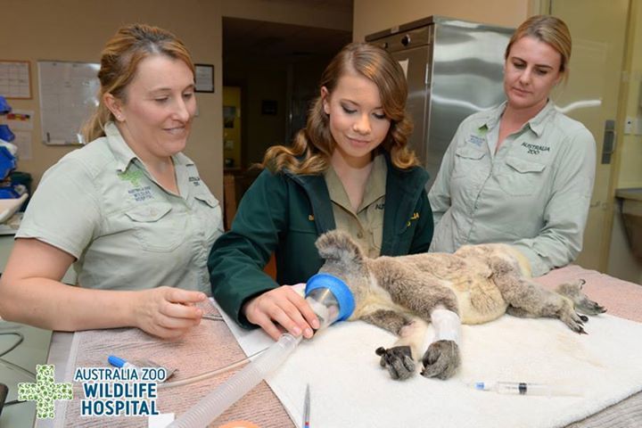 Australia zoo wildlife hospital jobs