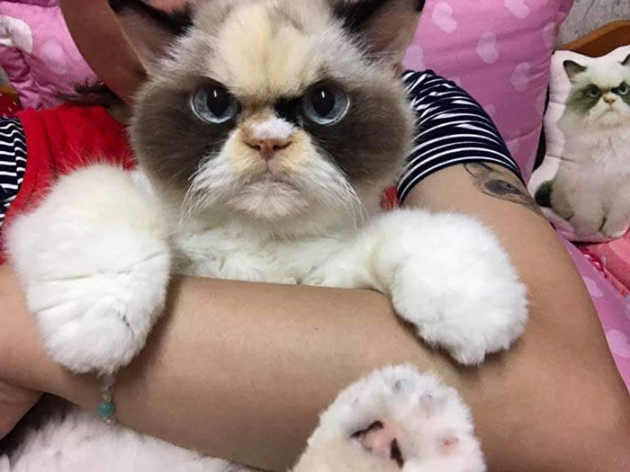 new grumpy cat 2020