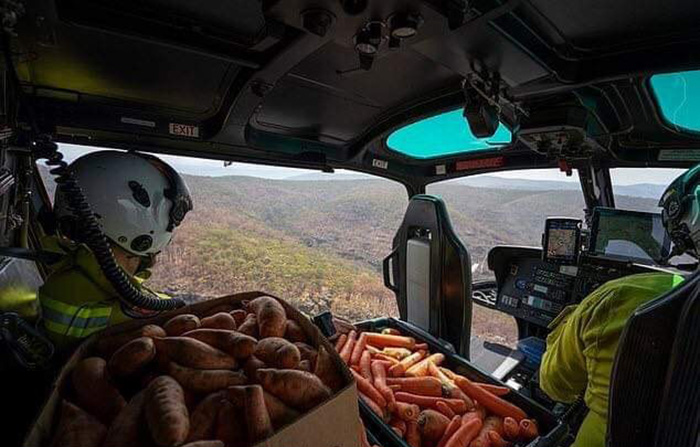 helicopters drop food for animals australia