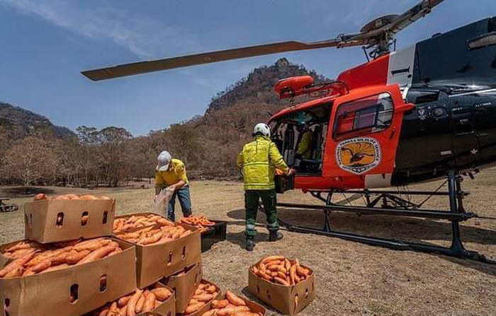 helicopters drop food for animals australia