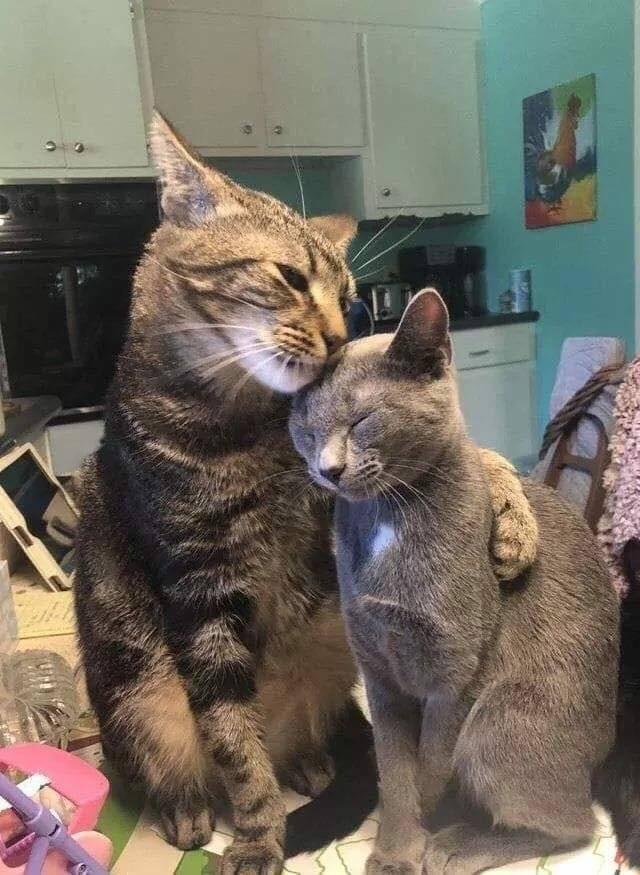 cats hugging