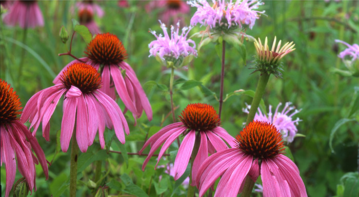 wildflower lawns for bees