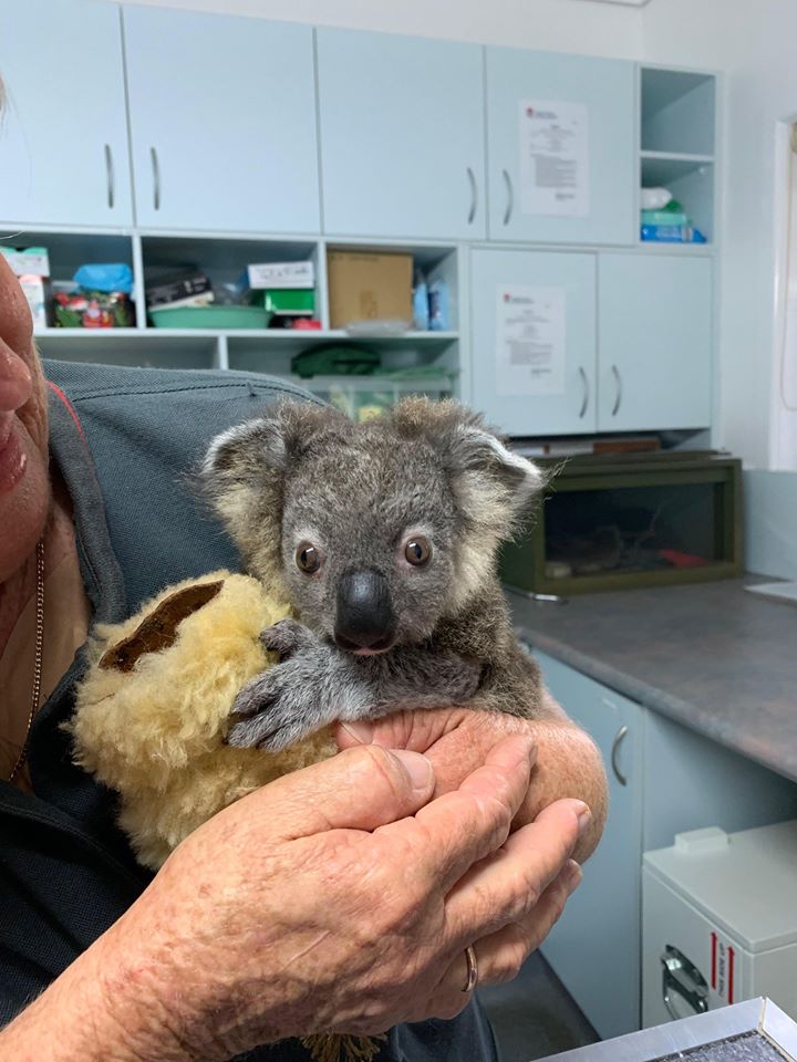 baby koala rescued