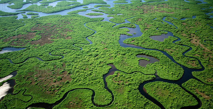 everglades