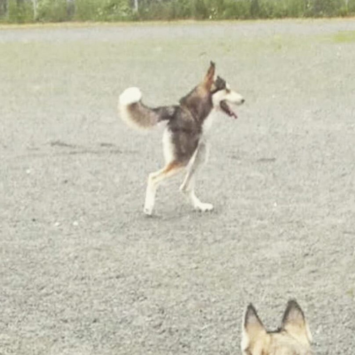 bad panoramas of dogs
