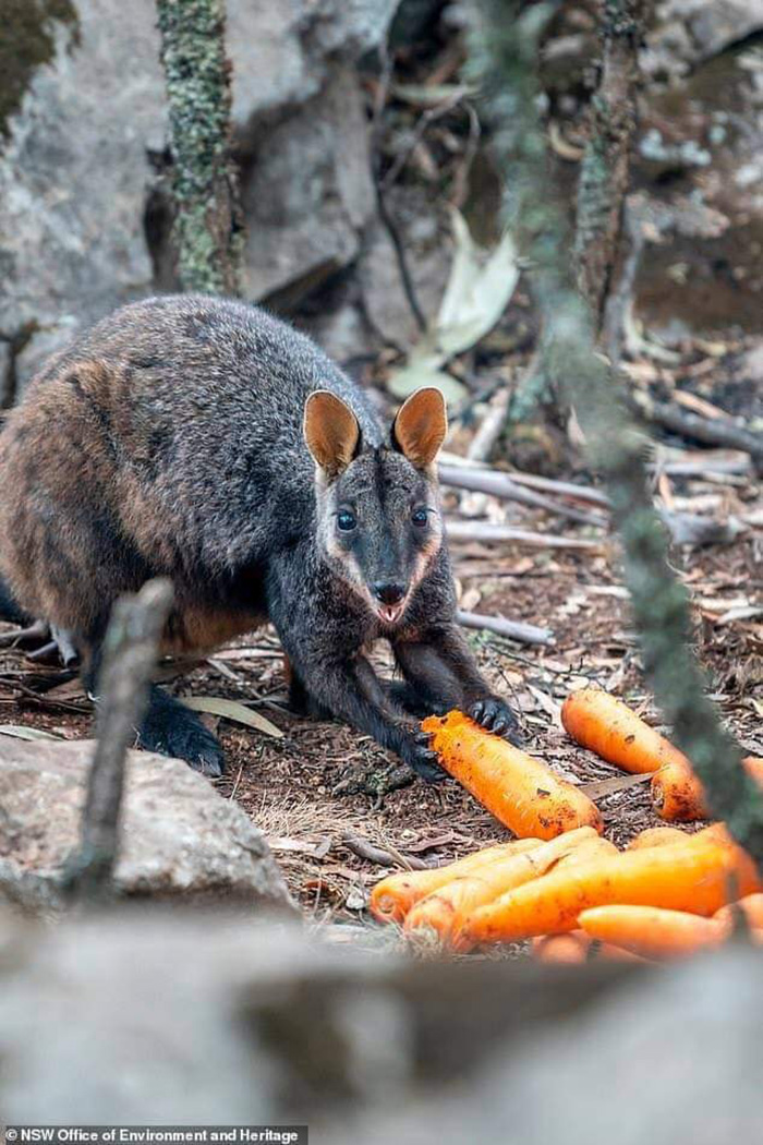 helicopters drop food for animals australia