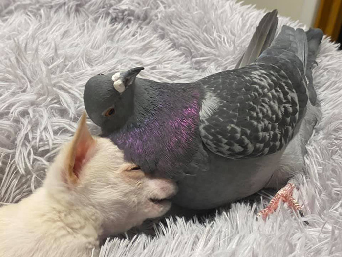 pigeon and chihuahua friends