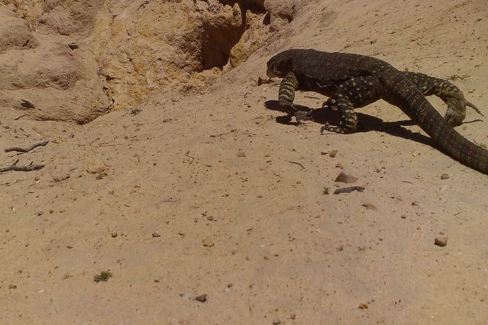 wombat hero helping animals in drought