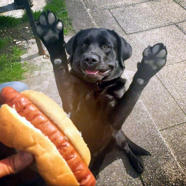 dog wants hot dog