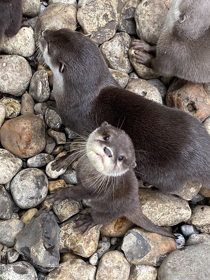 42ls0-baby-otter.jpg