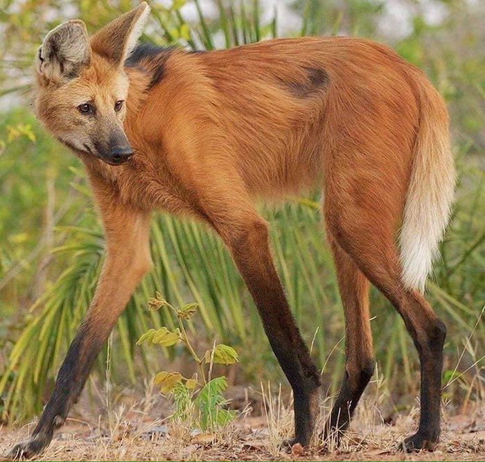 maned wolf