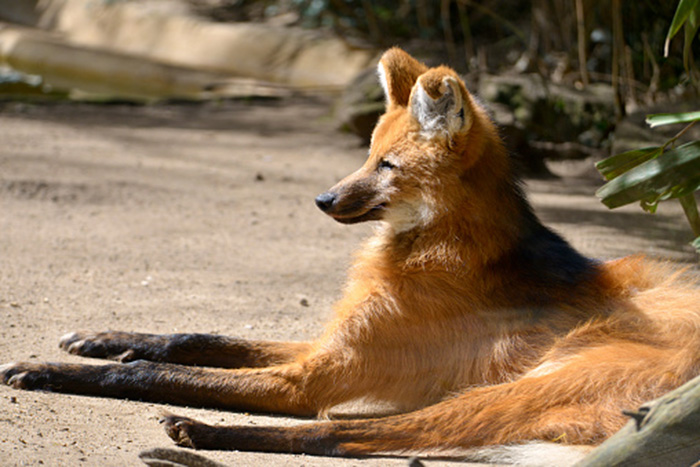 maned wolf