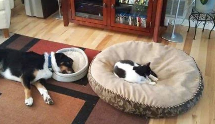 cat in dog bed