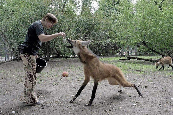 maned wolf