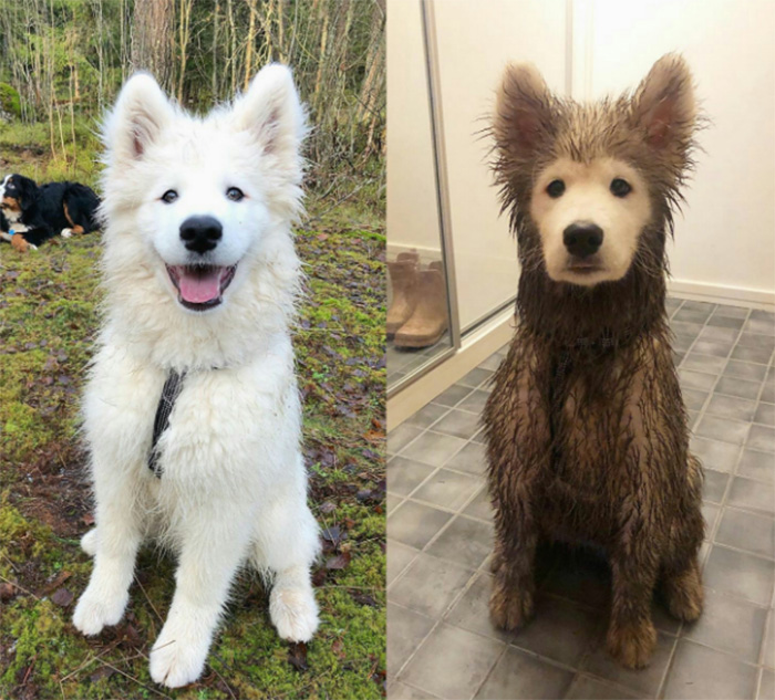 Dog before and after play date