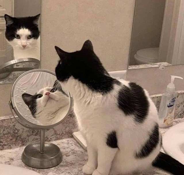 cat looking in mirror