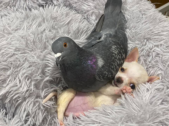 pigeon and chihuahua friends