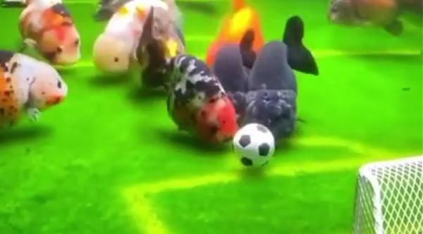 This Aquarium Is Set Up With 24/7 Live Soccer