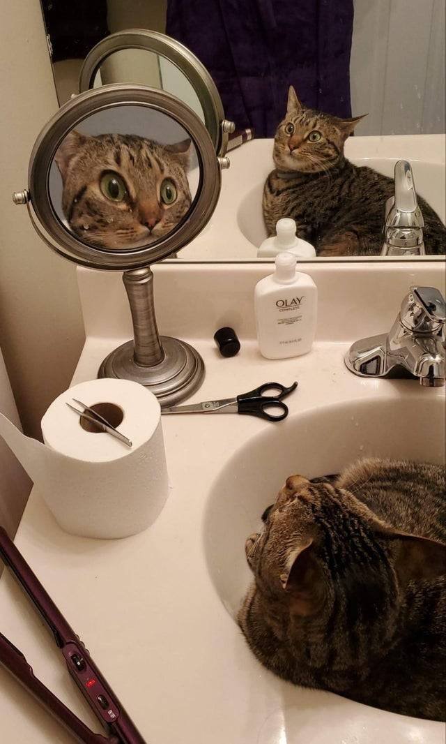 cat looking in mirror