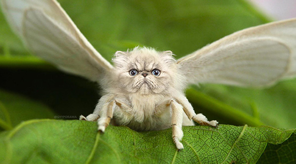 A Hilarious Collection Of Hybrid Animals A Hilarious Collection Of Hybrid Animals