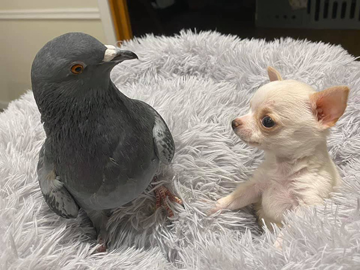 pigeon and chihuahua friends