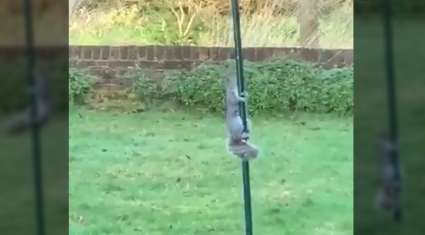 Squirrel Gives 100%, Accepts Failure As He Slides Slowly Down Pole