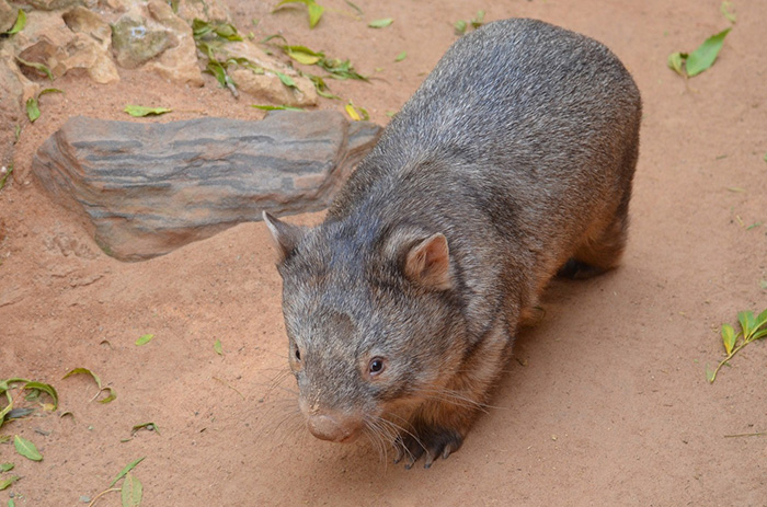 wombat hero helping animals in drought