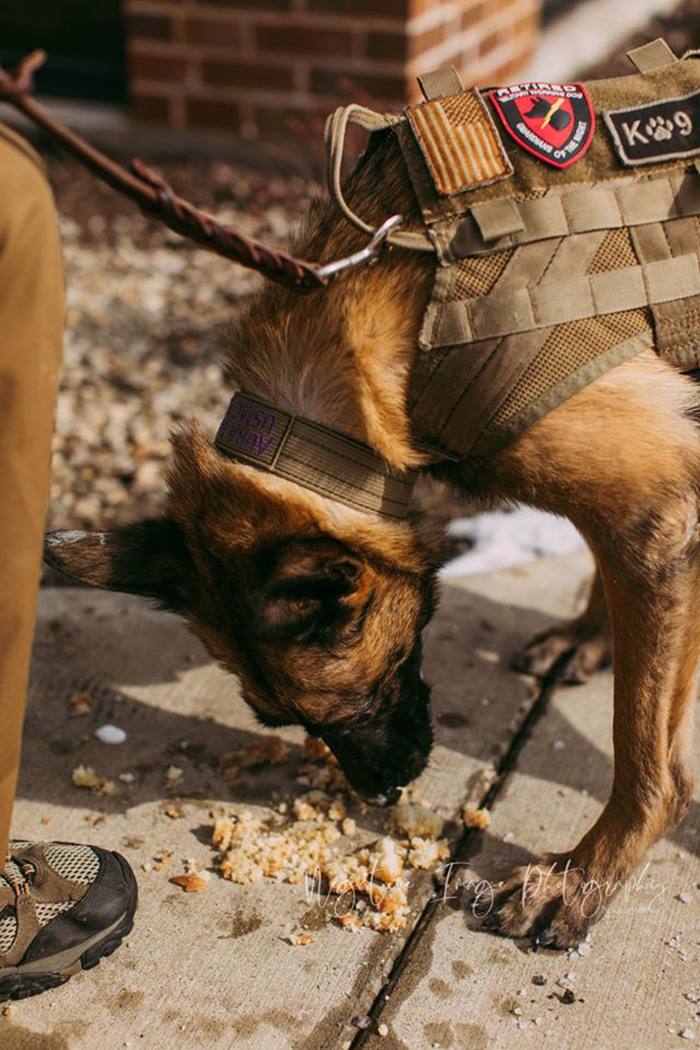 aura military dog