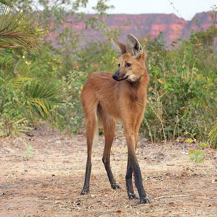 maned wolf