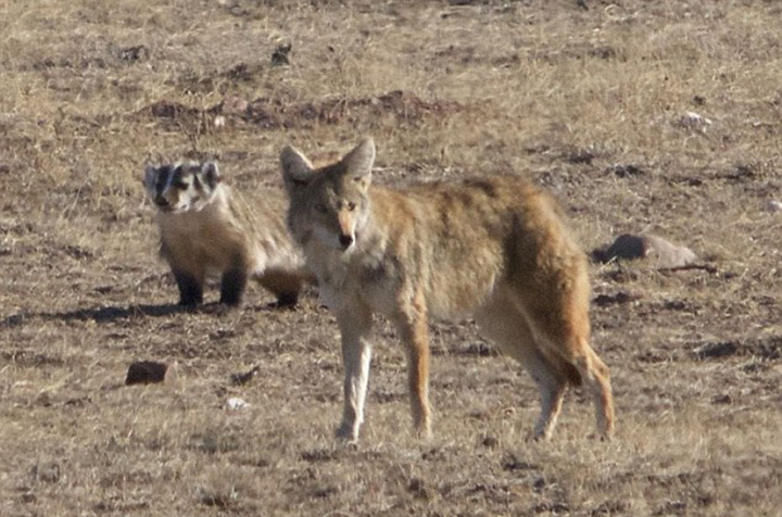 coyote and badger friends