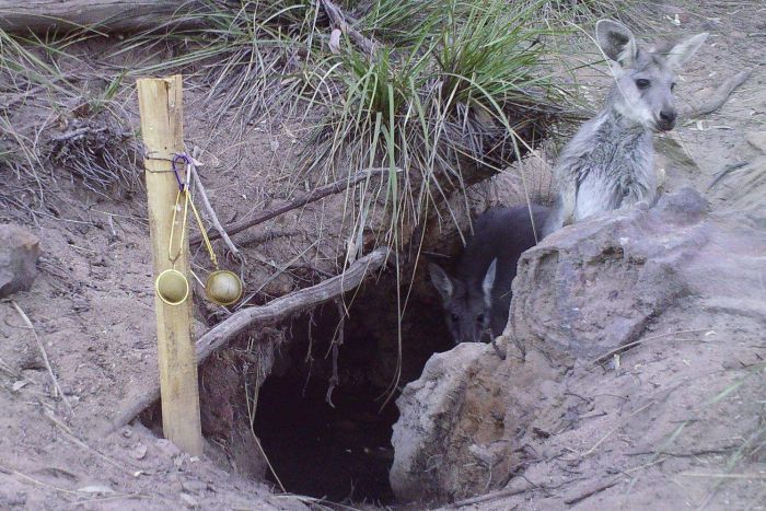 wombat hero helping animals in drought