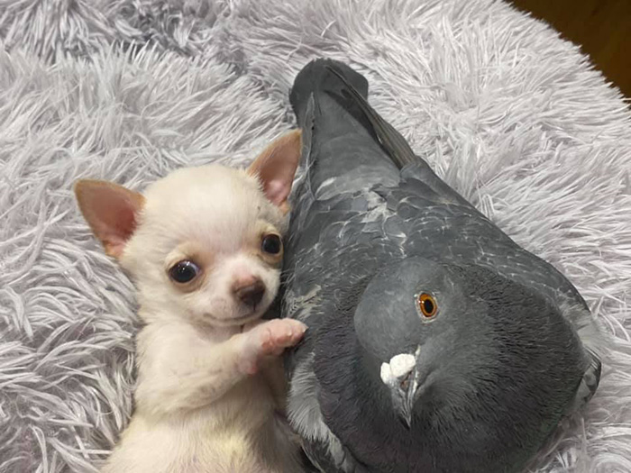 pigeon and chihuahua friends