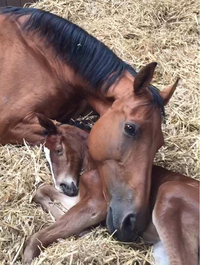 tg2xz-mare-and-foal.jpg