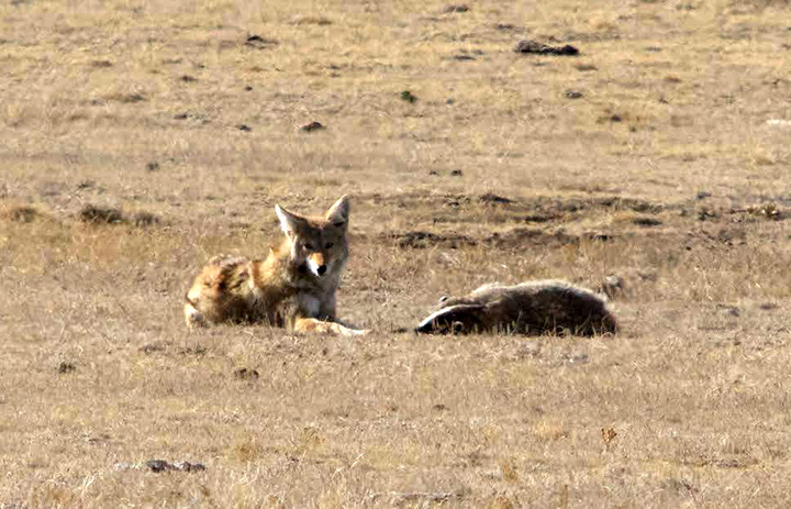 coyote and badger