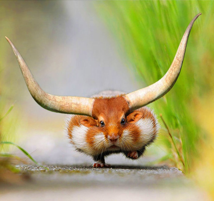 A Hilarious Collection Of Hybrid Animals