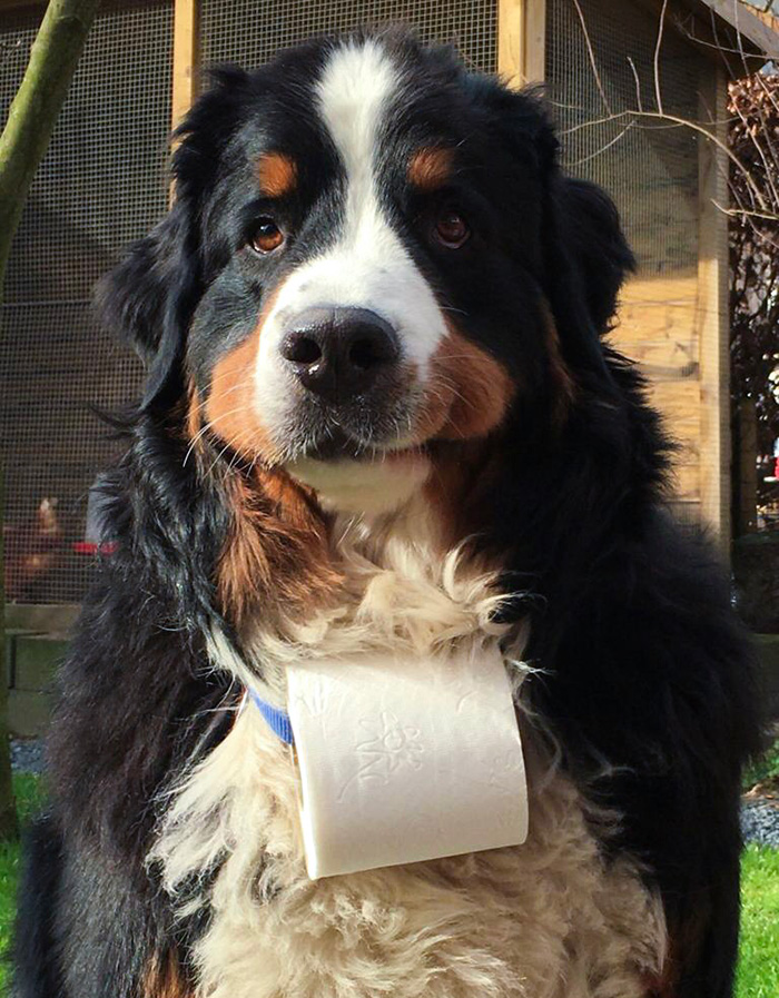dog with toilet paper