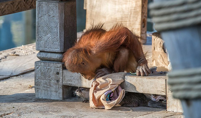 orangutan with otters