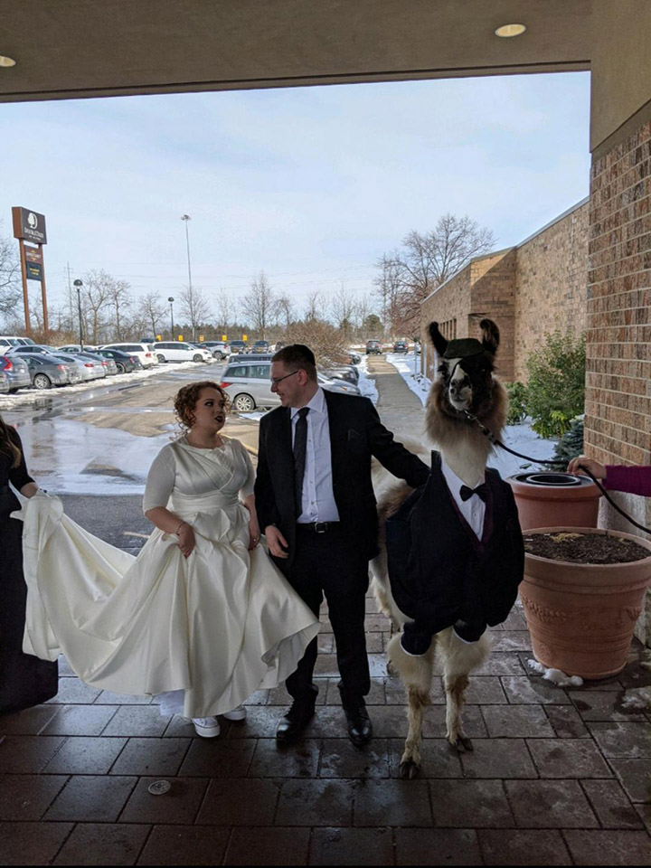 brother brings llama to wedding in tuxedo