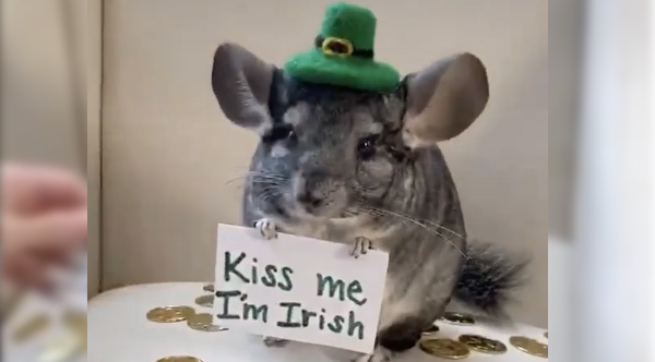 Adorable Chinchilla Celebrates St. Patrick's Day