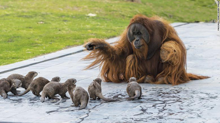 orangutan with otters
