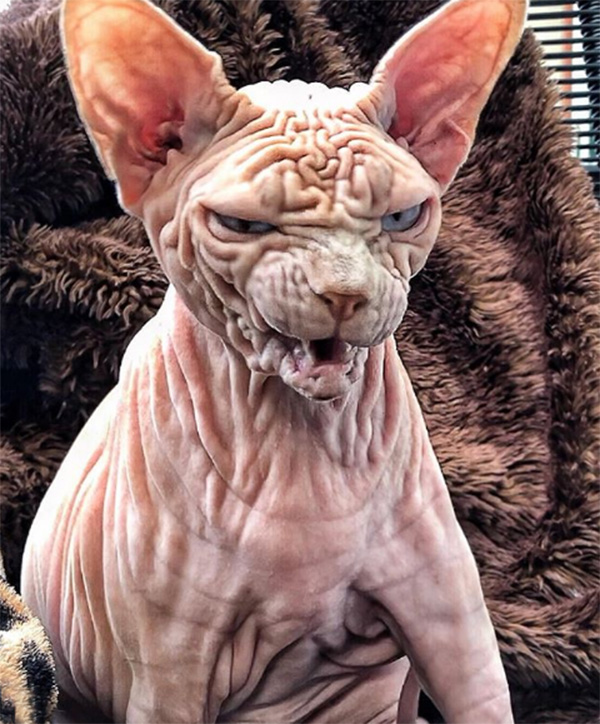 xherdan naked cat wrinkles