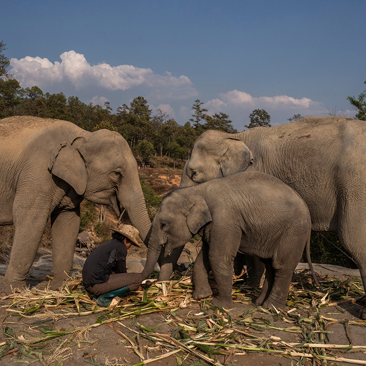 elephants free in thailand coronavirus