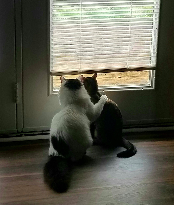 b2n10-foster-cat-love.jpg