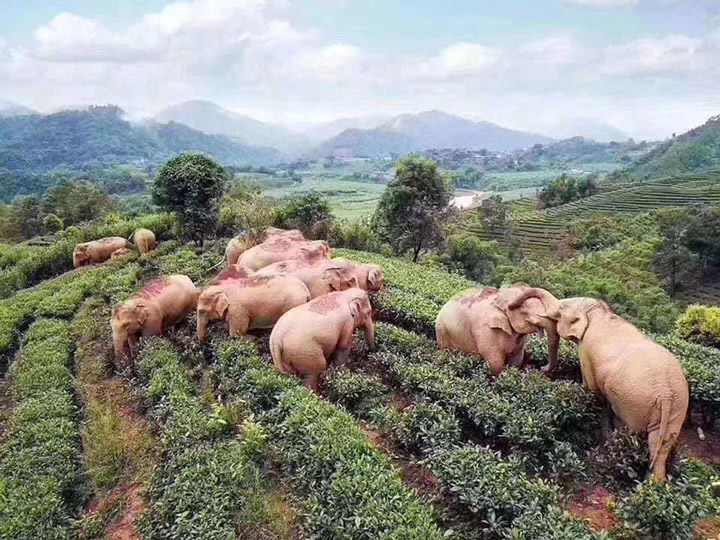 elephants drunk on wine napping