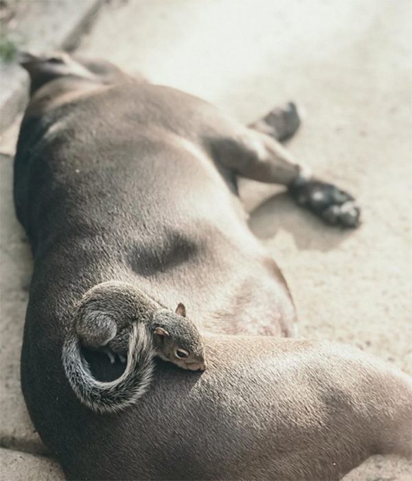 baby squirrel and pit bull