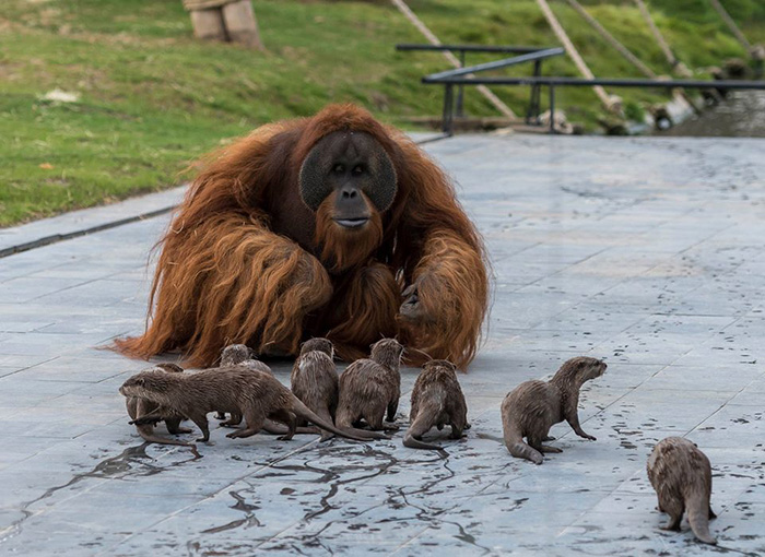 orangutan with otters