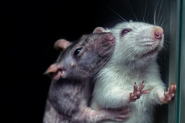 rats will not hurt one another even for treats