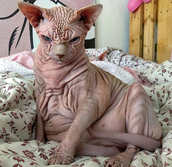 xherdan naked cat wrinkles